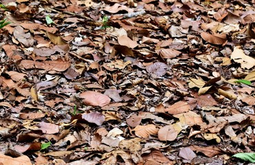 dry leaves on the ground