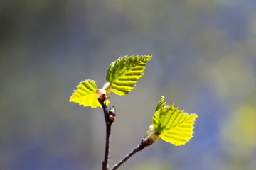 Fresh birch leaves in the sunlight on a spring day.