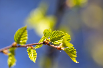 Fresh birch leaves in the sunlight on a spring day.