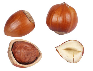 hazelnut isolated on white background