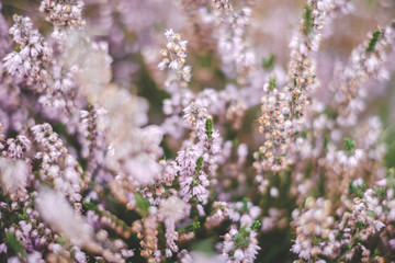 heather on the moor in summer