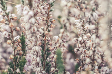 heather on the moor in summer