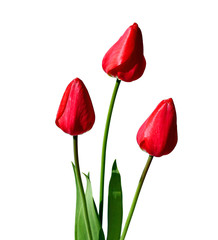 Bouquet of red tulips isolated