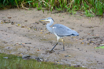 bird heron at the lake