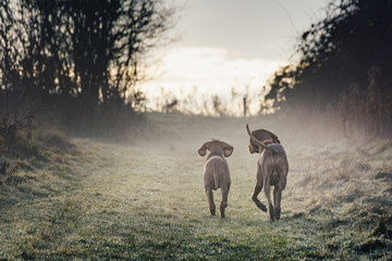 two vizsla dogs walking along the path like friends