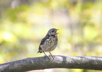 funny  bird the thrush is on the tree, revealing an empty beak