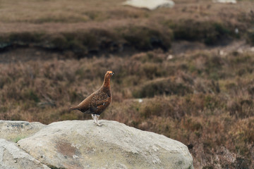 red grouse on the rock between heather on the moors