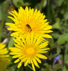 Beautiful view of dandelion under sunlight landscape at the middle of spring or summer.
