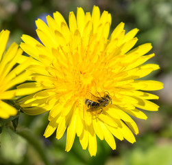 Beautiful view of dandelion under sunlight landscape at the middle of spring or summer.