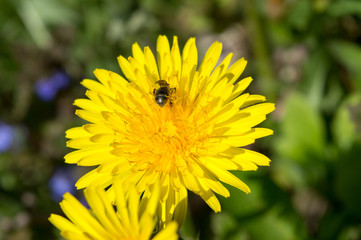 Beautiful view of dandelion under sunlight landscape at the middle of spring or summer.