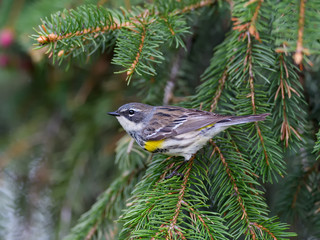 Yellow-rumped Warbler  