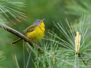 Nashville Warbler