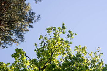 oak and pine branches against blue sky