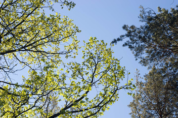 oak and pine branches against blue sky