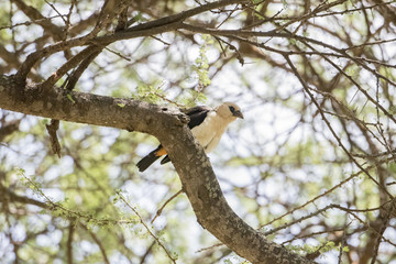 White-headed Buffalo-Weaver (Dinemellia dinemelli) in an Acacia Tree in Northern Tanzania