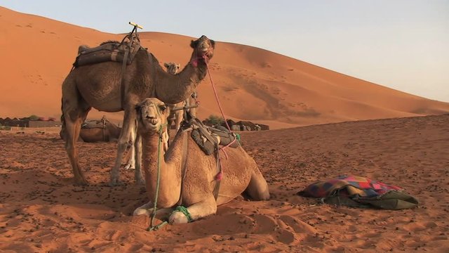Camels in Sahara, Morocco