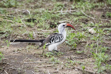 Von der Decken's Hornbill (Tockus deckeni) on the Ground in Northern Tanzania