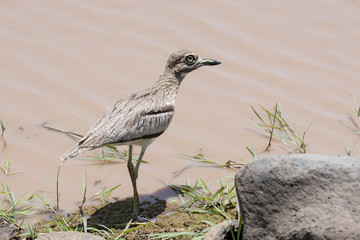 Water Thick-knee (Burhinus vermiculatus) at the Edge of a Lake in Northern Tanzania