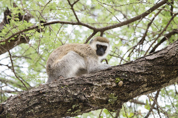 Vervet Monkey (Chlorocebus pygerythrus) in an Acacia Tree in Northern Tanzania