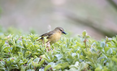 Female Northern Brown-throated Weaver (Ploceus castanops) in Vegetation in Northern Tanzania