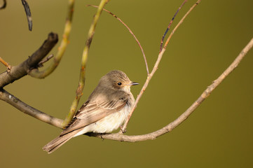 Perching Spotted Flycatcher in spring