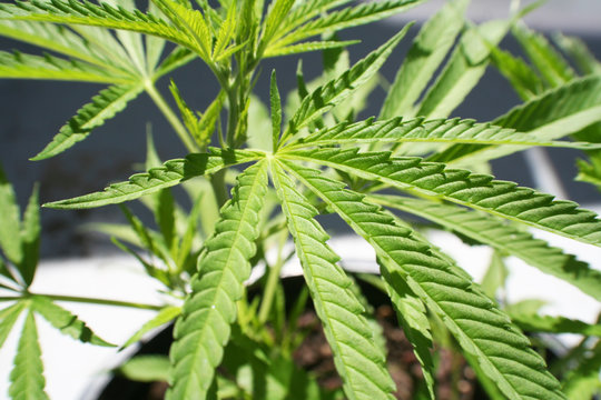 Marijuana Plant High Quality 