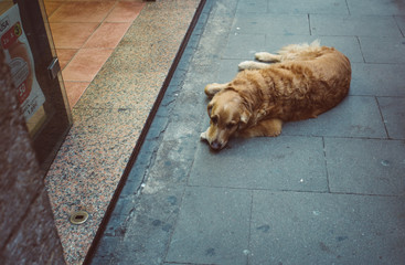 Golden retriever on Barcelona street