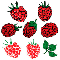 Set of the raspberry illustrations on white background. Design elements for logo, label, emblem, sign, menu. Vector illustration