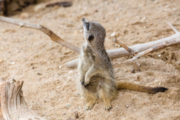 The meerkat or suricate is a small carnivoran belonging to the mongoose family