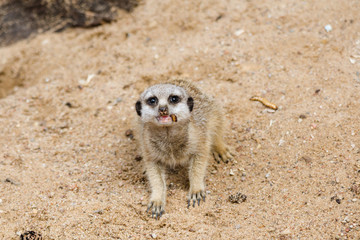 Fototapeta premium The meerkat or suricate is a small carnivoran belonging to the mongoose family