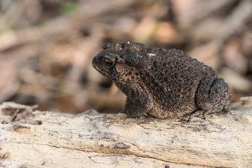 Common Toad on timber,asian toad brown,Common Toad (Bufo Bufo),poison animal amphibian