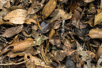 dry leaf texture background,brown foliage in nature.
