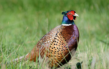 Phasianus Pracht - Fasan