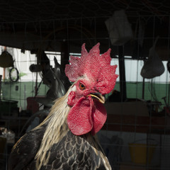 Chickens, hens, a close-up face