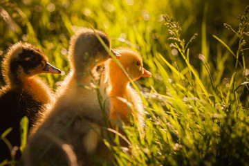 Group of ducklings walking in the grass
