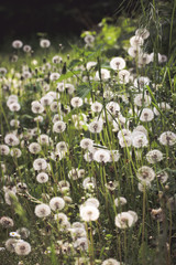 Obraz premium Make a wish