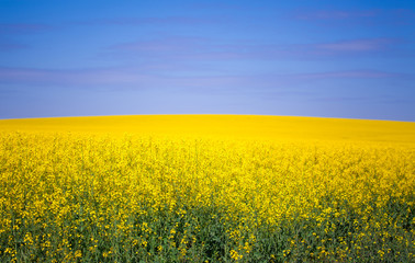 Rapeseed field in blossom