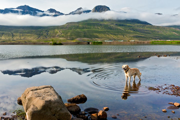 Dog in a lake reflected in the water. Snowy mountains covered with clouds. Iceland landscape