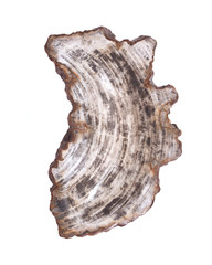 Petrified wood carving isolated on white background