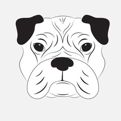 Dog head on a white background