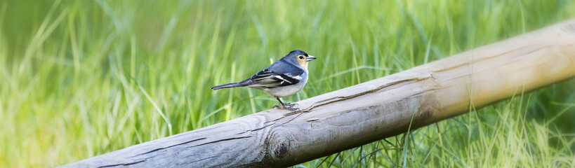 chaffinch standing on the wood farmer fence at Canary Island La Palma Spain