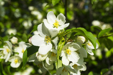 Flowers of an apple tree with a bee. A flowering apple tree branch.