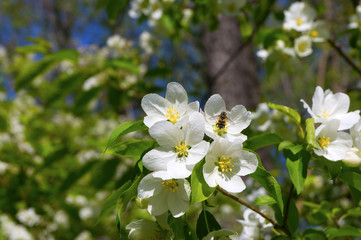 The bee is on the apple tree. The bee pollinates the apple tree.