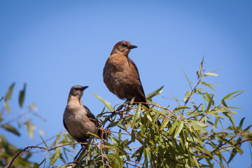 Two brids on branches