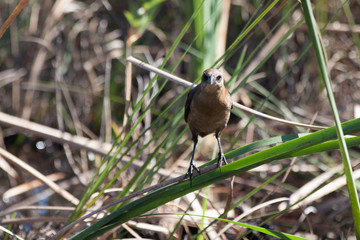 Frontal of a Bird