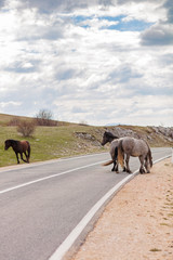 A couple of wild horses walking in a country road