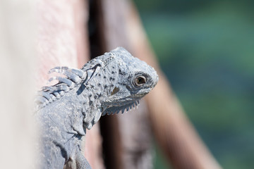 Iguana Side shot