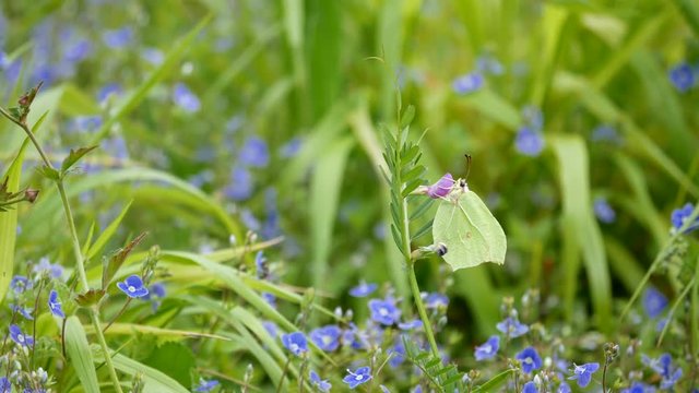 Brimstone Butterfly ( Gonepteryx rhamni ) on a plant. Wings closed. 