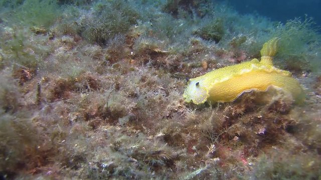 Costa Brava, diving the Mediterranean sea, Nudibranch, Spain