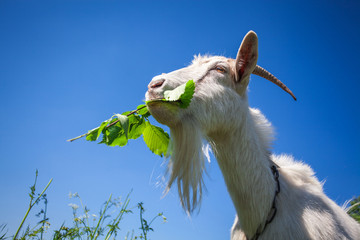 Portrait of a goat chewing